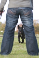 Picture of Crossbreed walking to owner