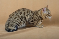 Picture of crouched Bengal male cat on beige background, studio shot