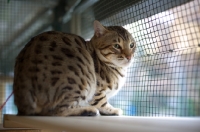 Picture of crouched Bengal male cat