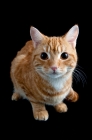 Picture of crouching ginger cat