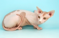 Picture of crouching Sphynx cat on blue background