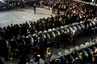 Picture of crufts 1975, benching and golden retriever ring