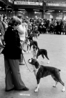 Picture of crufts 1978, the boxer ring