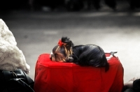 Picture of crufts 1982, yorkshire terrier resting on its show box