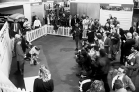 Picture of crufts 1991 ch neradmik jupiter being photographed after winning the working group, mike stockman in foreground