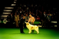 Picture of crufts 1997, pyrenean mountain dog examined by judge in the group