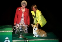 Picture of crufts 2001 ann arch judge with reserve bis winner ch penliath shooting star and chris blance