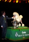 Picture of crufts 2002 bis nord ch topscore contradiction, standard poodle, with handler michael nilson