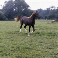 Picture of Crystal Magician, Arab stallion full body  UK cantering in field