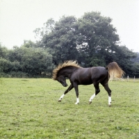 Picture of crystal magician arab stallion tossing his head