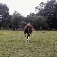 Picture of Crystal Magician, Arab UK,  stallion tossing head 