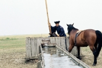 Picture of csikÃ³ at water crane with hungarian horse