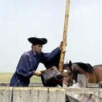 Picture of csikÃ³ filling trough for hungarian horses on great hungarian plain