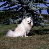 Picture of cuchilo pearly king (polo),  german spitz  (klein) sitting