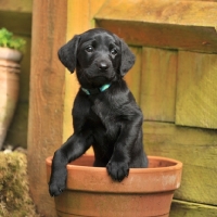 Picture of cure labrador puppy in flowerpot
