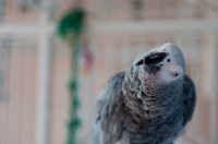 Picture of curious African Grey Parrot