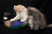 Picture of curious American Curl kittens playing with a wooden duck