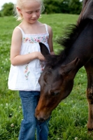 Picture of curious Appaloosa foal