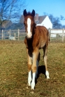 Picture of curious arab foal