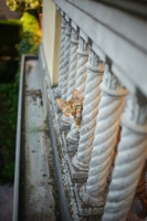 Picture of curious bengal cat looking out of a balcony