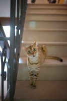 Picture of curious bengal cat sitting on the stairs