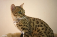Picture of curious bengal cat sitting