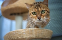 Picture of curious bengal cat standing on a scratch post and looking down at camera