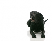 Picture of curious black Labrador Retriever