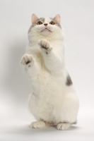 Picture of curious Blue Classic Tabby and White Manx cat