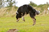 Picture of curious Border Collie focused 