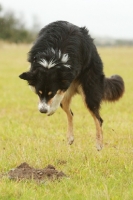 Picture of curious Border Collie looking at hole