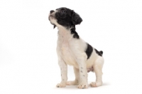 Picture of curious Brittany puppy on white background
