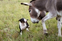 Picture of curious bull terrier looking at donkey