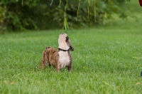 Picture of curious Bulldog puppy