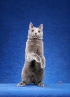 Picture of curious Chartreux cat standing on hind legs