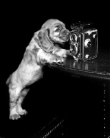 Picture of curious Cocker Spaniel puppy with rolleiflex camera