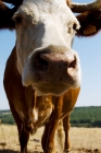Picture of curious cow
