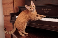 Picture of curious Devon Rex on piano