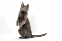 Picture of curious female Chartreux cat, on hind legs