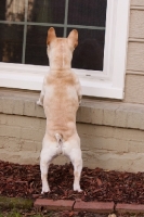 Picture of curious French Bulldog