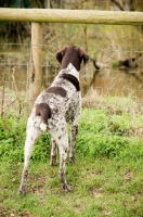 Picture of curious German Shorthaired Pointer