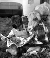 Picture of curious goat reading paper with boy