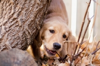Picture of curious Golden Retriever puppy