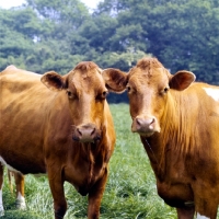 Picture of curious guernsey cows
