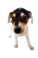 Picture of Curious Jack Russell puppy close up