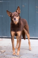 Picture of curious Kelpie 