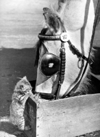 Picture of curious kitten looking at feeding horse