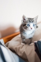 Picture of curious kitten on sheets