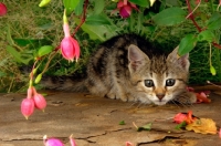 Picture of curious kitten