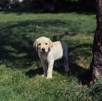 Picture of curious labrador pup on grass